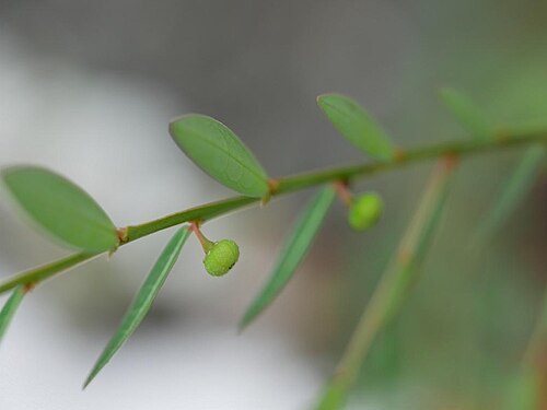 Phyllanthus ussuriensis: Phyllanthus ussuriensis:ヒメミカンソウ