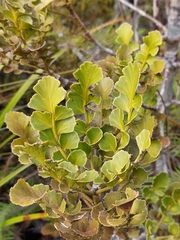Celery-top pine (Phyllocladus toatoa)