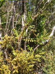 Celery-top pine (Phyllocladus toatoa)