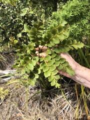 Celery-top pine (Phyllocladus toatoa)
