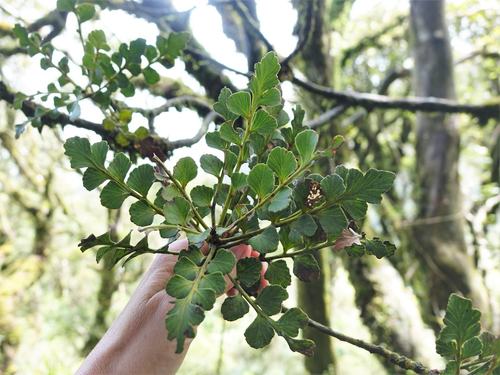 Celery-top pine (Phyllocladus toatoa)