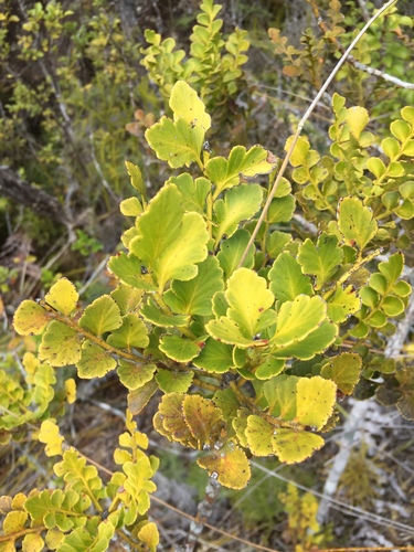Celery-top pine (Phyllocladus toatoa)