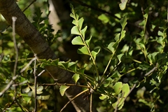 Celery-top pine (Phyllocladus toatoa)