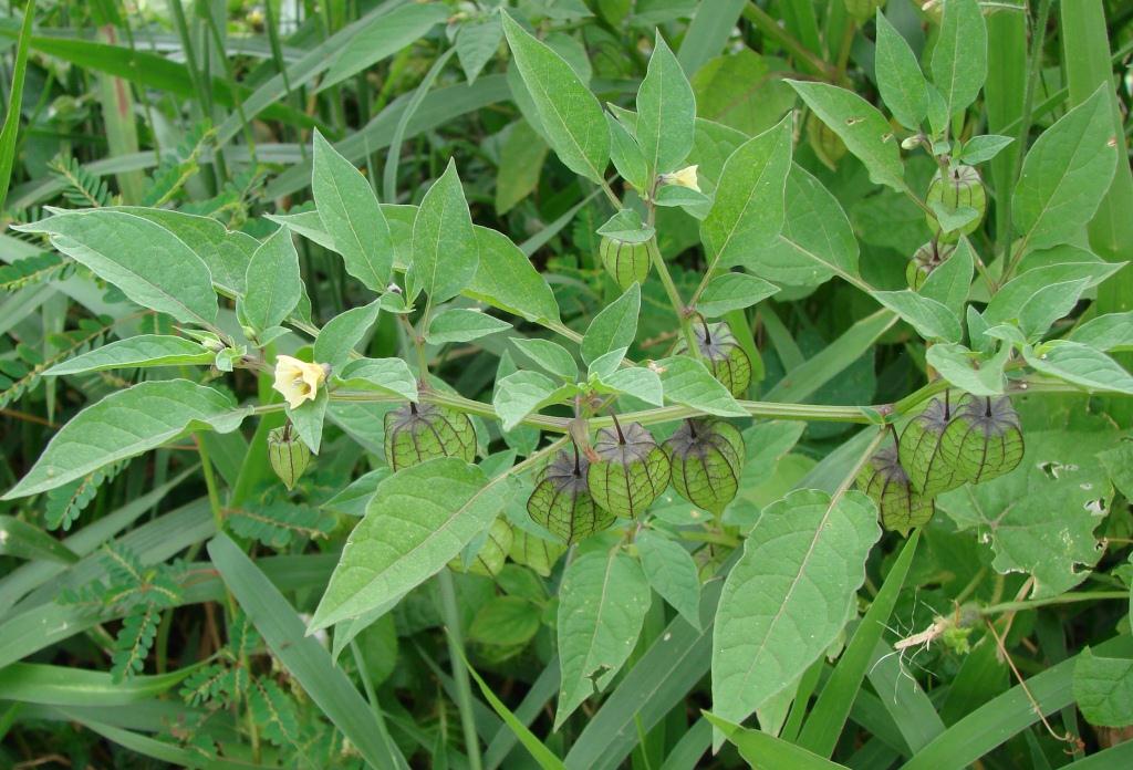 Cut-leaved ground-cherry: Physalis angulata L. - SOLANACEAE - Parque Vivencial Asa Norte - Brasília - Distrito Federal - Brasil.