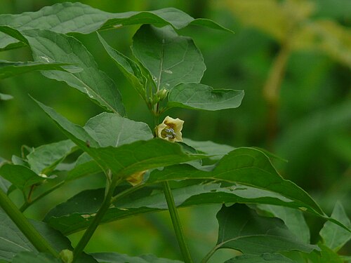 Cut-leaved ground-cherry: Physalis angulata