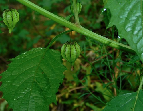 Cut-leaved ground-cherry (Physalis angulata)