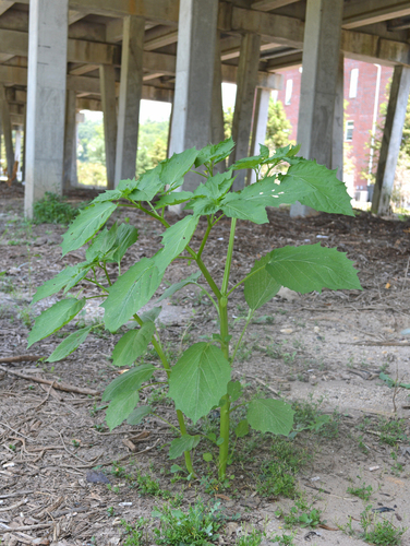 Cut-leaved ground-cherry (Physalis angulata)