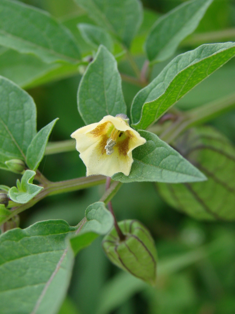 Cut-leaved ground-cherry: Physalis angulata L. - SOLANACEAE - Parque Vivencial Asa Norte - Brasília - Distrito Federal - Brasil.