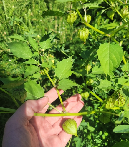 Cut-leaved ground-cherry (Physalis angulata)
