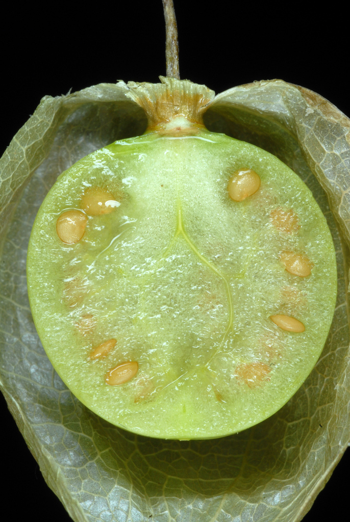 Cut-leaved ground-cherry (Physalis angulata)