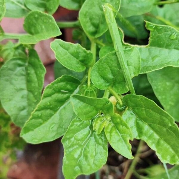Cut-leaved ground-cherry (Physalis angulata)