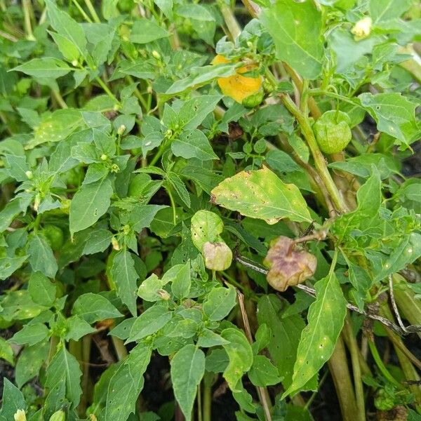 Cut-leaved ground-cherry (Physalis angulata)