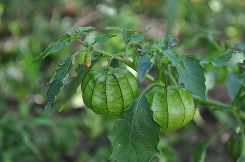 Cut-leaved ground-cherry (Physalis angulata)