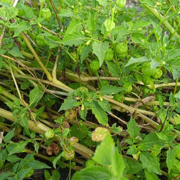 Cut-leaved ground-cherry (Physalis angulata)