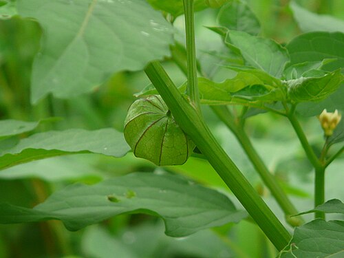 Cut-leaved ground-cherry: Physalis angulata
