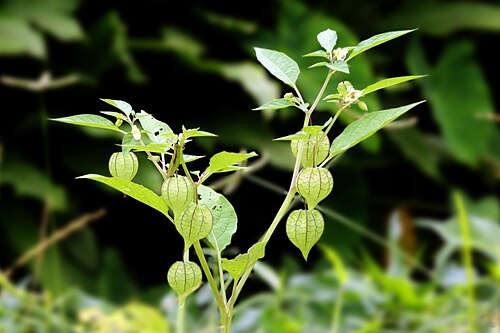 Peruvian groundcherry: Cape Gooseberry (Physalis peruviana) Notanodiyan - ഞൊട്ടാഞൊടിയൻ