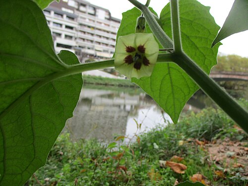 Peruvian groundcherry: Kapstachelbeere ( Physalis peruviana ) an der Saar in Saarbrücken, vermutlich als Folge des Pfingsthochwassers ausgewildert