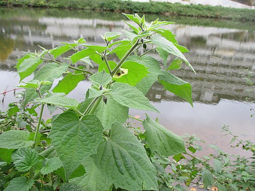 Peruvian groundcherry: Kapstachelbeere ( Physalis peruviana ) an der Saar in Saarbrücken, vermutlich als Folge des Pfingsthochwassers ausgewildert