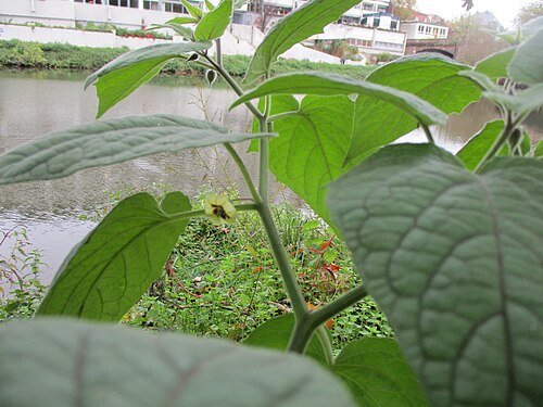 Peruvian groundcherry: Kapstachelbeere ( Physalis peruviana ) an der Saar in Saarbrücken, vermutlich als Folge des Pfingsthochwassers ausgewildert