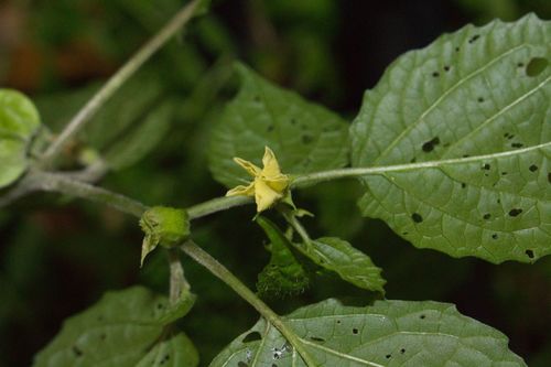 Peruvian groundcherry (Physalis peruviana)