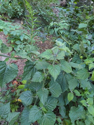 Peruvian groundcherry (Physalis peruviana)
