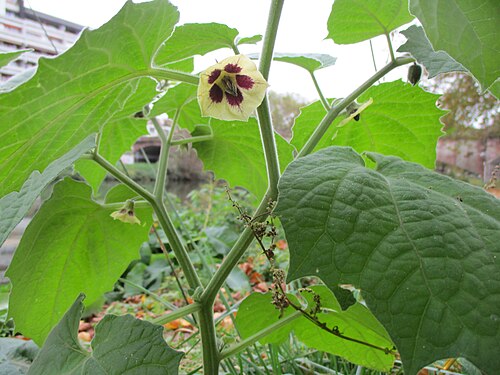 Peruvian groundcherry: Kapstachelbeere ( Physalis peruviana ) an der Saar in Saarbrücken, vermutlich als Folge des Pfingsthochwassers ausgewildert