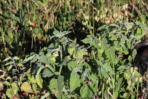 Peruvian groundcherry (Physalis peruviana)