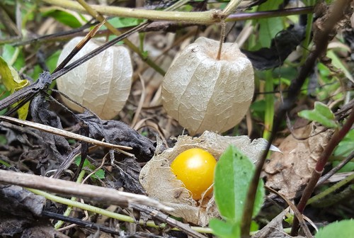 Peruvian groundcherry (Physalis peruviana)
