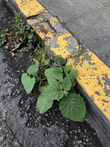 Peruvian groundcherry (Physalis peruviana)