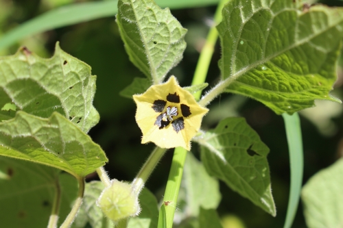 Peruvian groundcherry (Physalis peruviana)