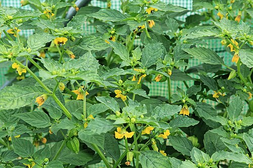 Mexican groundcherry: Tomatillo Physalis philadelphica in a garden in Kluse (Emsland)