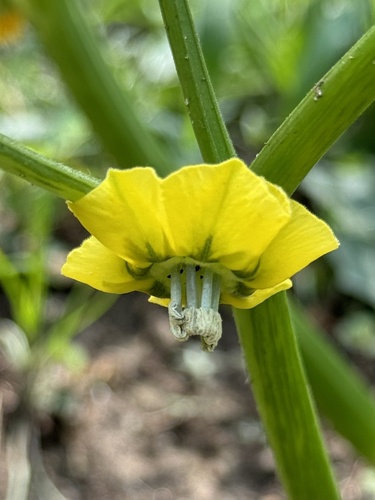 Mexican groundcherry (Physalis philadelphica)