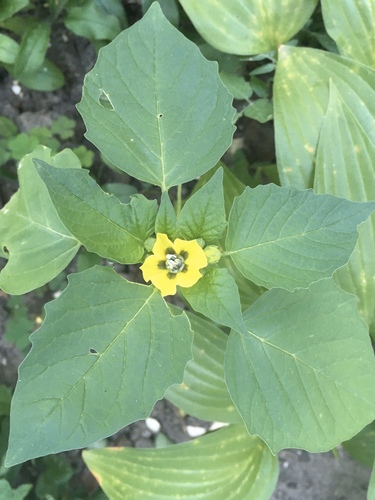 Mexican groundcherry (Physalis philadelphica)
