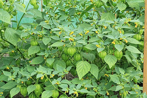 Mexican groundcherry: Tomatillo Physalis philadelphica in a garden in Kluse (Emsland)