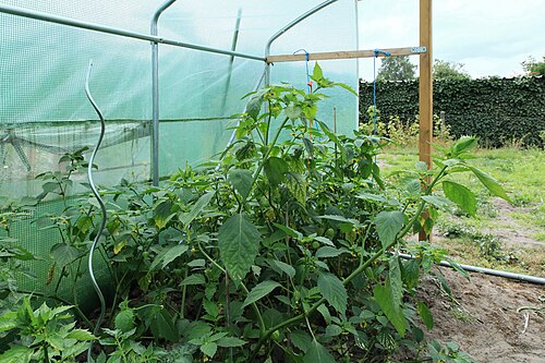 Mexican groundcherry: Tomatillo Physalis philadelphica in a garden in Kluse (Emsland)