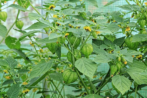 Mexican groundcherry: Tomatillo Physalis philadelphica in a garden in Kluse (Emsland)