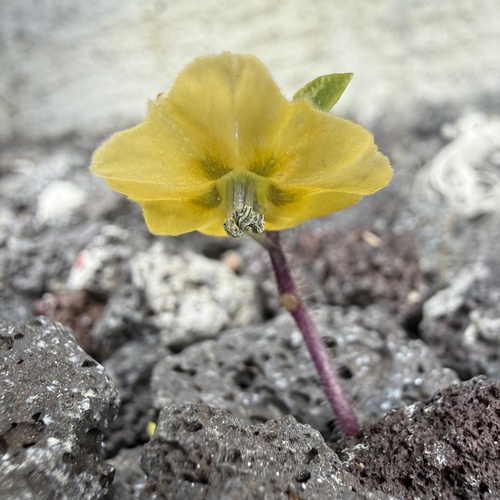 Mexican groundcherry (Physalis philadelphica)