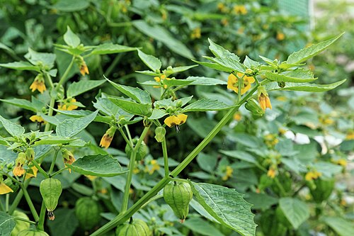 Mexican groundcherry: Tomatillo Physalis philadelphica in a garden in Kluse (Emsland)