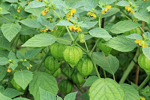 Mexican groundcherry: Tomatillo Physalis philadelphica in a garden in Kluse (Emsland)