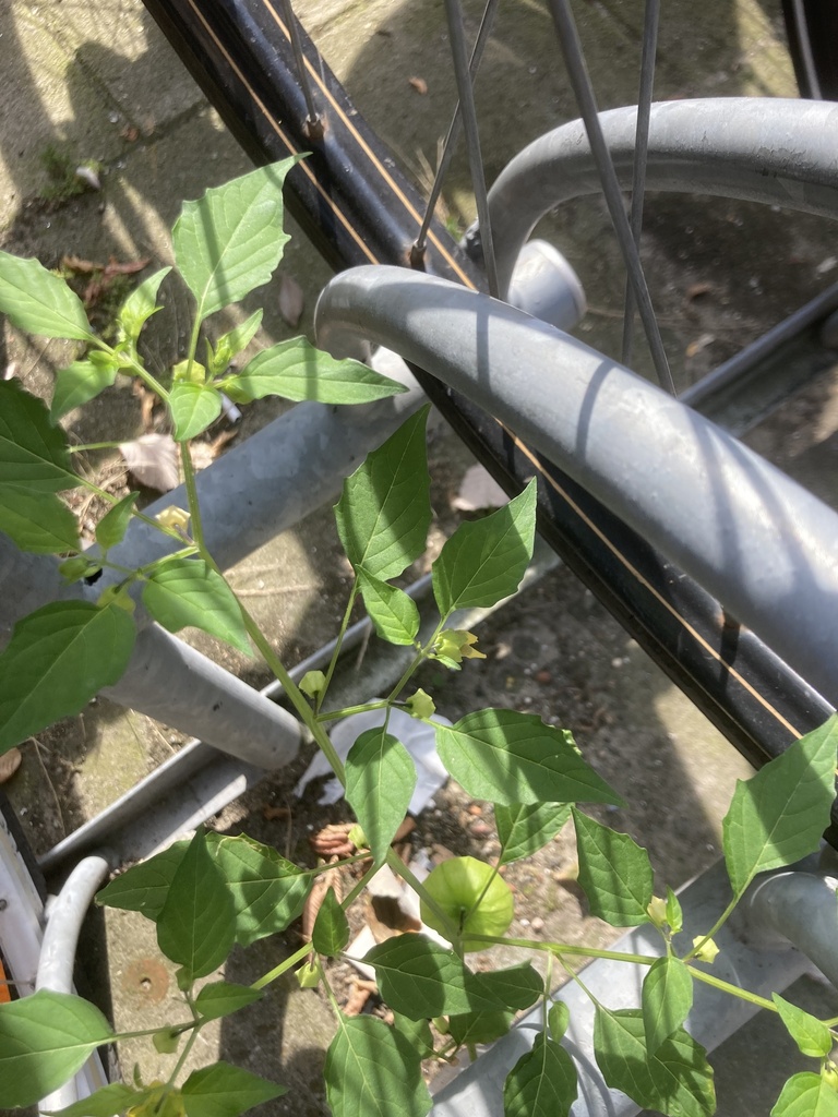 Mexican groundcherry (Physalis philadelphica)