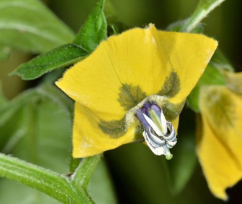 Mexican groundcherry (Physalis philadelphica)