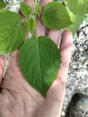Husk tomato (Physalis pubescens)