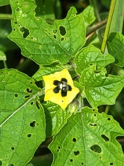 Husk tomato (Physalis pubescens)