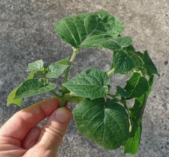 Husk tomato (Physalis pubescens)