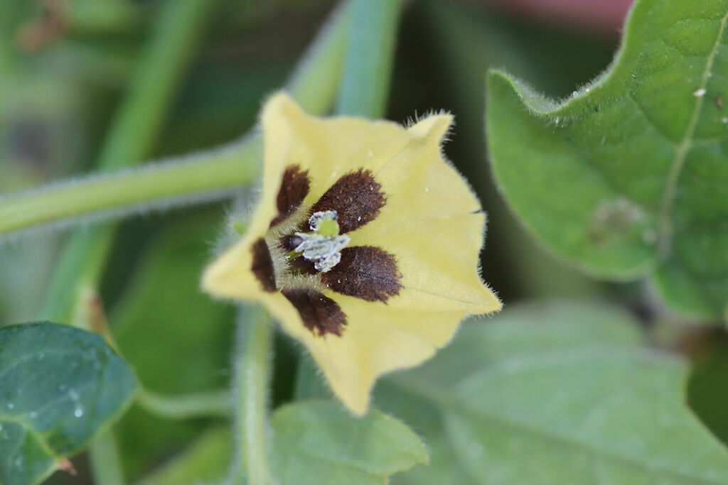 Husk tomato (Physalis pubescens)
