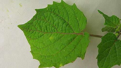 Husk tomato: Physalis pubescens L.