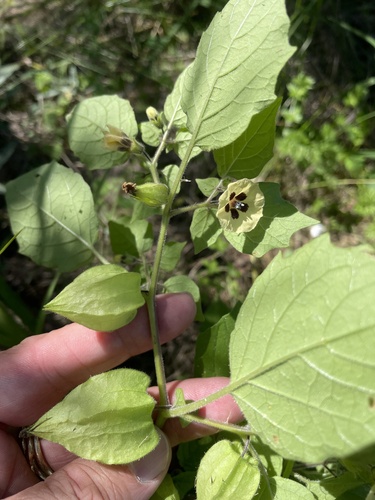 Husk tomato (Physalis pubescens)