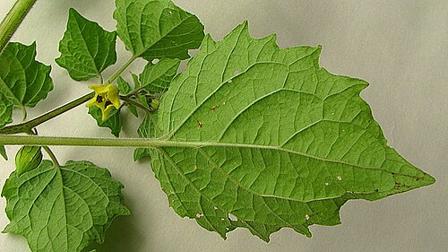 Husk tomato: Physalis pubescens L.