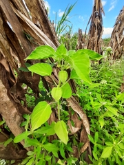 Husk tomato (Physalis pubescens)