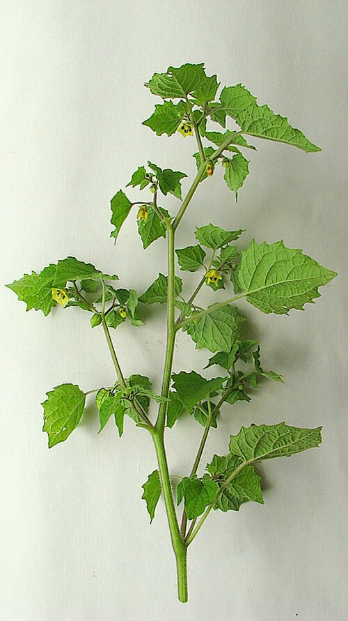 Husk tomato: Physalis pubescens L.